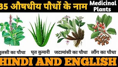 Herbal Garden Plants In Hindi