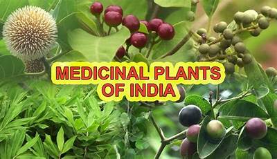 Herbal Plants Of India