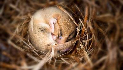 Unlock The Secrets: Unraveling Nature's Clues On Hibernation