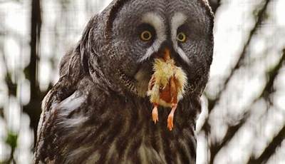 Dive Into The World Of Owls: Uncovering The Secrets Of Their Diet