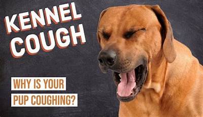 Unveiling The Secrets: Why Animals Don't Cough Like Us