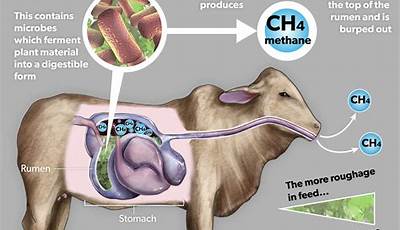 Unveiling The Secrets: How Animals Produce Methane And Its Impact