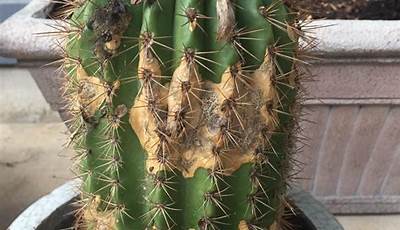 How Do I Get Rid Of Cactus In My Yard