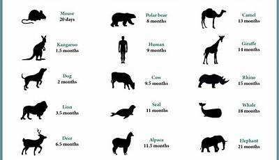 Unveiling The Secrets: Animal Pregnancy Durations Decoded