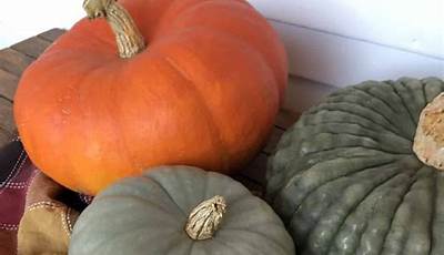 How Long Do Pumpkins Last On Porch