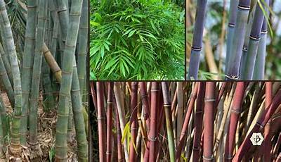 How Many Types Of Bamboo Plants Are There