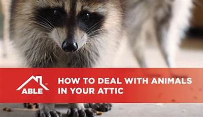 Unveiling Hidden Secrets: How To Conquer Attic Animal Invasions