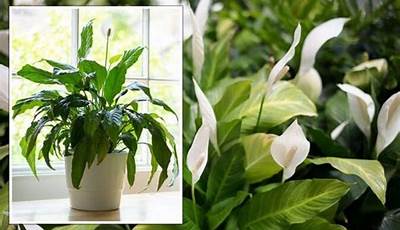 How To Encourage A Peace Lily To Flower