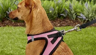 Discover The Secrets Of Fitting A Dog Car Harness At Home