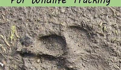 Unleash The Secrets Of Animal Tracking: A Beginner's Guide To Discoveries