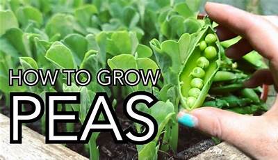 How To Grow Garden Peas From Seed