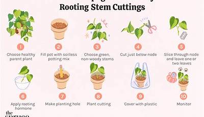 How To Grow Plants From Leaf Cuttings