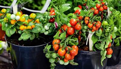 How To Grow Vegetable Plants