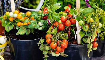 How To Grow Vegetable Plants At Home
