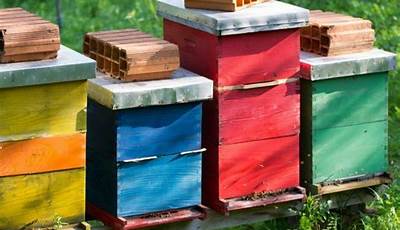 How To Have A Beehive In Your Backyard