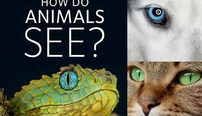 Uncover The Secrets: How To Observe Animals Like A Pro