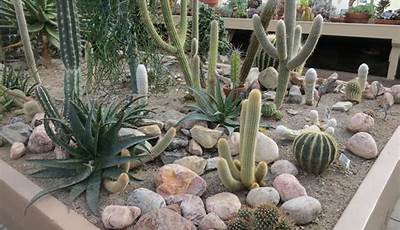 How To Plant An Outdoor Cactus Garden