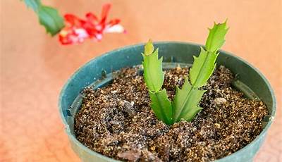 How To Plant Propagate Christmas Cactus