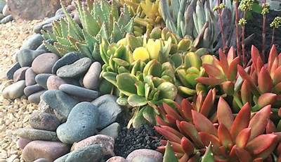 How To Plant Succulents In The Garden