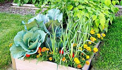 How To Plant Vegetable Plants In A Raised Bed