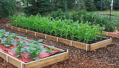 How To Plant Vegetable Seedlings In Raised Bed