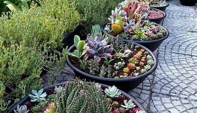 How To Start A Succulent Garden Indoors