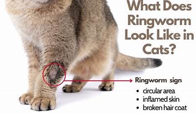 Uncover The Signs: A Comprehensive Guide To Identifying Ringworm In Animals