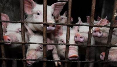 Unlocking Humane Treatment: Uncovering Insights Into Factory Farm Animal Welfare