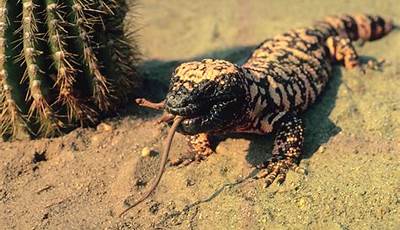 Uncover The Secrets: Animals Thriving In The Desert's Embrace