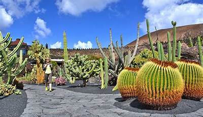 Jardin De Cactus Lanzarote Precio
