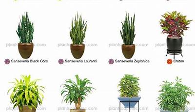 Landscaping Plants Names And Pictures