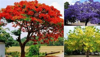 Landscaping Trees In India
