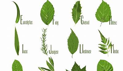 Leaf Names Of Plants That Grow From Leaves