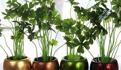 Lucky Indoor Plants For Home Decor