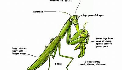 Mantis Parts Diagram
