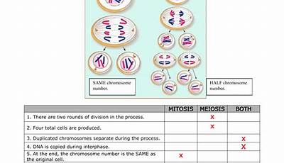 Mitosis And Meiosis Worksheet With Answer Key