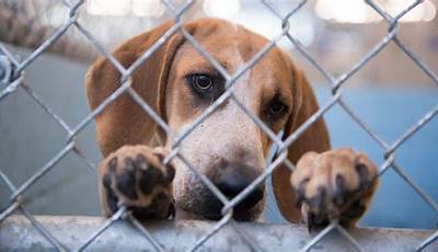 Unleash The Urgent Need For Animal Shelters: Discoveries And Insights