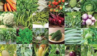 Organic Vegetable Seeds Wholesale