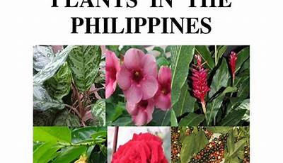 Outdoor Plants Names And Pictures In The Philippines