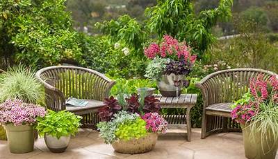 Patio Garden Plants Uk