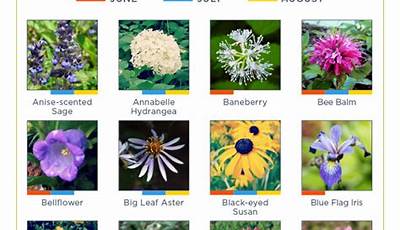 Perennial Flowers Names And Pictures