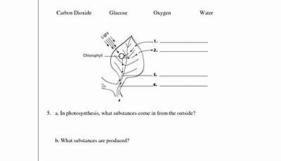 Photosynthesis What's In A Leaf Worksheet Answer Key