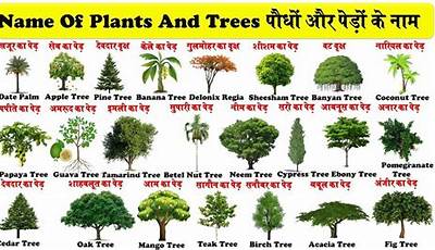 Plants Name In Hindi And English