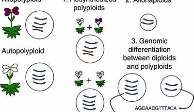 Unveiling The Secrets Of Polyploidy: Animals Vs. Plants