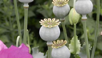 Poppy Flower Seeds Canada