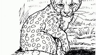 Printable Cheetah Coloring Pages