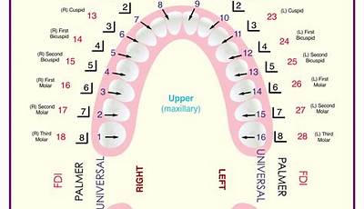 Printable Tooth Surface Chart