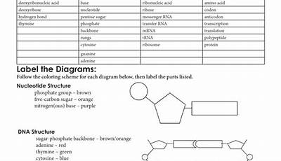 Protein Synthesis And Amino Acid Worksheet