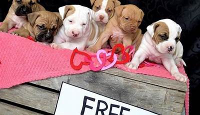 Puppy Litter Photoshoot Ideas Valentines