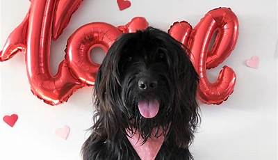 Puppy Photoshoot Ideas Valentines